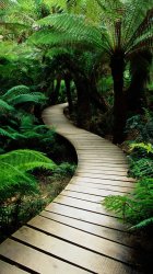 jungle-path.jpg
