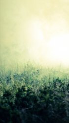 fog-grass.jpg