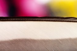 feather2.jpg