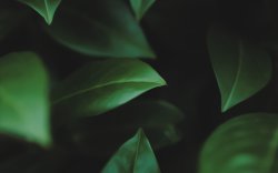 Fleaps 2880x1800.jpg