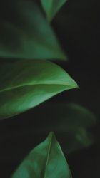 Fleaps iPhone5.jpg