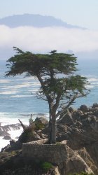 Lone Cypress.jpg