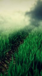 DarkGrass.jpg