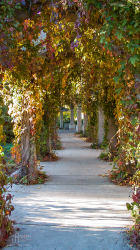 iPhone5 Wallpaper Grapevine.png