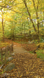 iPhone5 Wallpaper Autumn Path.png