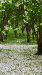 iPhone5 Wallpaper Bench.png