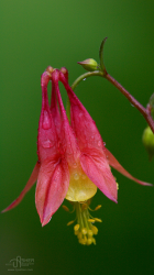 iPhone5 Wallpaper Columbine.png