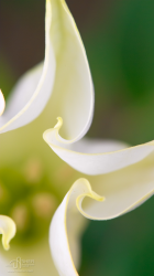 iPhone5 Wallpaper Moonflower.png