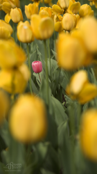 iPhone5 Wallpaper All Alone.png