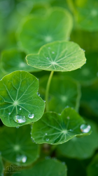 iPhone5 Wallpaper Alien Plants.png