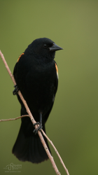 iPhone5 Wallpaper Red-winged Blackbird.png