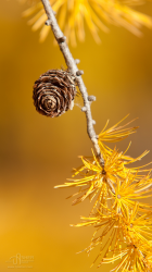 iPhone5 Wallpaper Larch.png