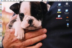 bulldog2.jpg