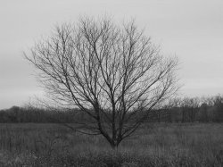backgrounbwtree.JPG