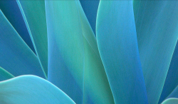 Agave.png