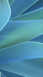 agave.jpg