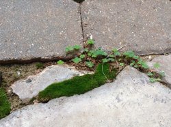plant_5g.jpg