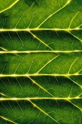 leafshelf.JPG