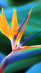 flower.png