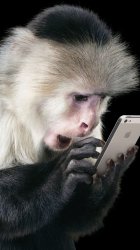 monkey5.jpg