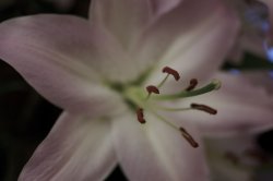 IMG_0651.jpg