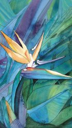 Bird of Paradise watercolor.jpg