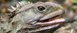 Tuatara.jpg
