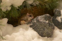 Flying Squirrel.jpg