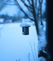 Birdhouse.jpg