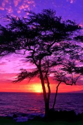 Purple Sunset.jpg