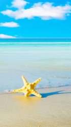 Starfish Beach.jpg