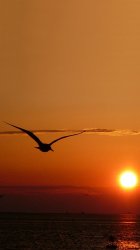 Bird Sunset.jpg