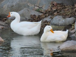 IMG_0009x.jpg