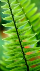 Fern 01.jpg