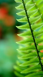 Fern 02.jpg