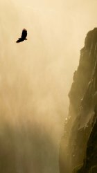Eagle 01.jpg