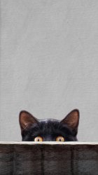 Cat Peek.jpg