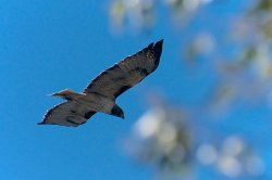 DSC_0060.jpg