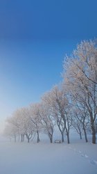Snow Trees.jpg