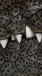 Croc Teeth 04.jpg