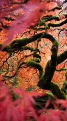 Japanese Maple.jpg