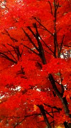 Maple Leaves.jpg