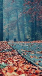 Fallen Leaves.jpg