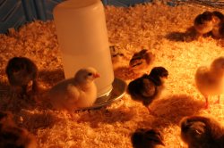 hotnakedchicks.jpg