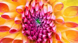 iMac-Flower2560x1440.jpg