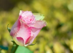 Flowers 3.jpg