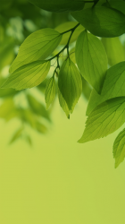 leaves.PNG