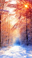 Snowy Road.jpg