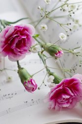 Carnations 01.jpg