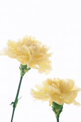 Carnations 02.jpg